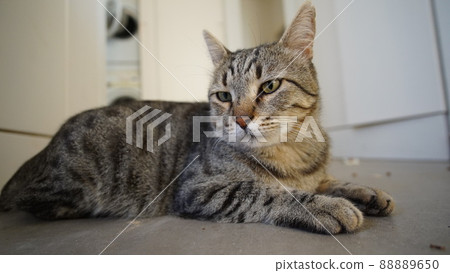 Gray Scottish Straight cat sleeping on the window. Portrait of a beautiful cat 88889650