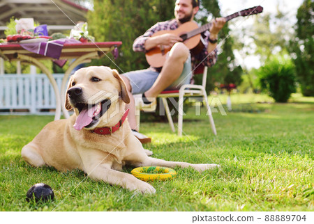 dog breed labrador retriever lies on the grass against the background of a man who plays the guitar in a park for a picnic. 88889704