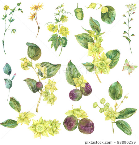Watercolor summer set of yellow flowers. Botanical Sidr floral illustration, vintage natural collection isolated on white Watercolor summer set of yellow flowers. Botanical Sidr floral illustration, vintage natural collection isolated on white 88890259