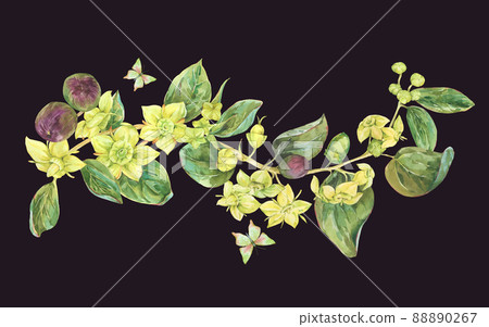 Watercolor summer yellow flowers. Botanical Sidr floral illustration, vintage greeting card isolated on black Watercolor summer yellow flowers. Botanical Sidr floral illustration, vintage greeting card isolated on black 88890267