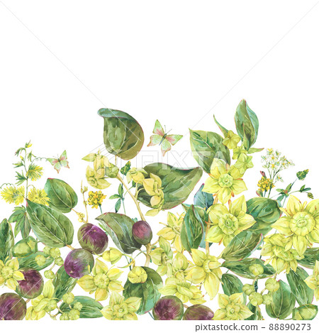 Watercolor summer yellow flowers. Botanical Sidr floral illustration, vintage greeting card isolated on white Watercolor summer yellow flowers. Botanical Sidr floral illustration, vintage greeting card isolated on white 88890273