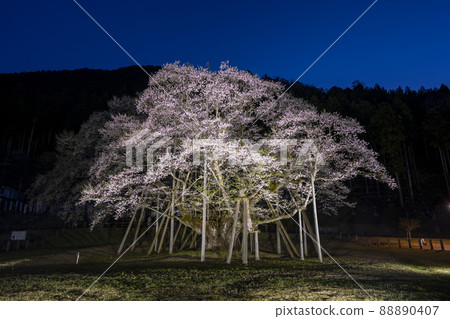 Neodani Usuzumi Sakura Illuminated 88890407