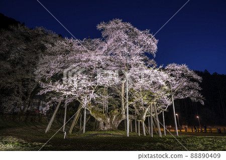 Neodani Usuzumi Sakura Illuminated Neodani Usuzumi Sakura Illuminated 88890409