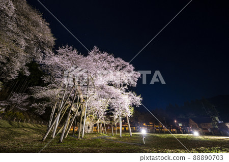 Neodani Usuzumi Sakura Illuminated 88890703