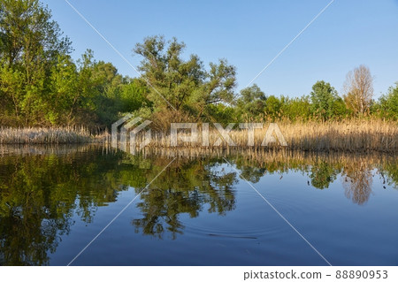 Water surface with trees Water surface with trees 88890953