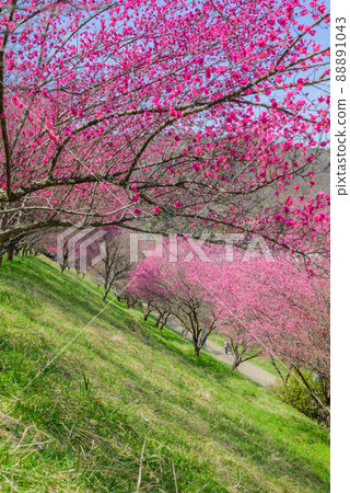 春天的六角梅面[長野市信州新町] 88891043