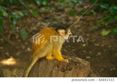 Bolivian squirrel monkey at Japan Monkey Center sitting in the woods Bolivian squirrel monkey at Japan Monkey Center sitting in the woods 88891533