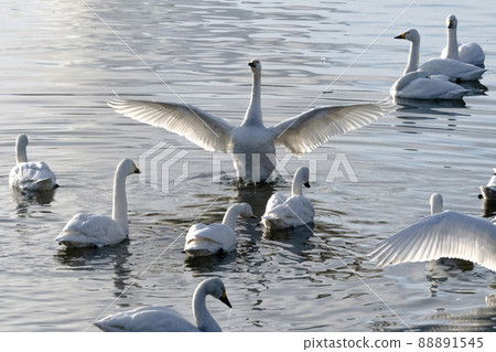Waterfowl playing in the light 88891545