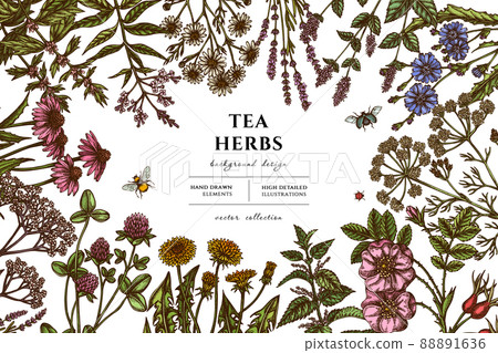 Tea herbs hand drawn illustration design. Background with retro chamomile, mint, chicory, etc. Tea herbs hand drawn illustration design. Background with retro chamomile, mint, chicory, etc. 88891636
