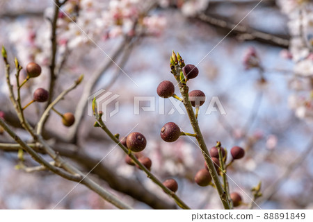 Ficus erecta fruit on the tree Ficus erecta fruit on the tree 88891849