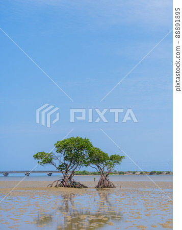 Mangrove at low tide 88891895