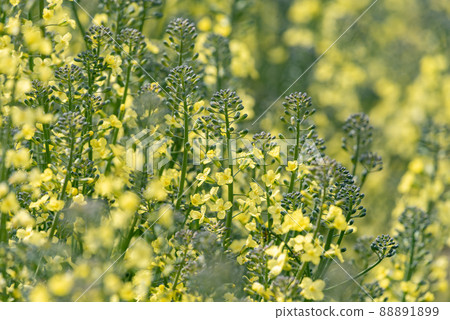 Broccoli flowers 88891899