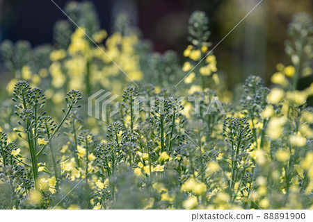 西蘭花花 88891900