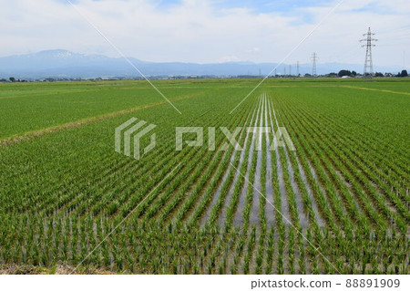 日本著名稻田之一山形縣莊內的田園風光 88891909