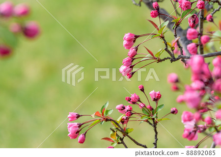 已經開始開花的海棠花 已經開始開花的海棠花 88892085