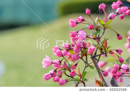 已經開始開花的海棠花 已經開始開花的海棠花 88892086