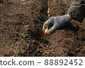 Planting onion sets in the garden in spring - work at the beginning of season 88892452
