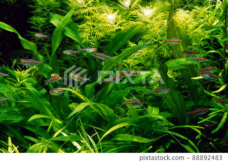 水族館水族館佈局 Glowlight Tetra 88892483