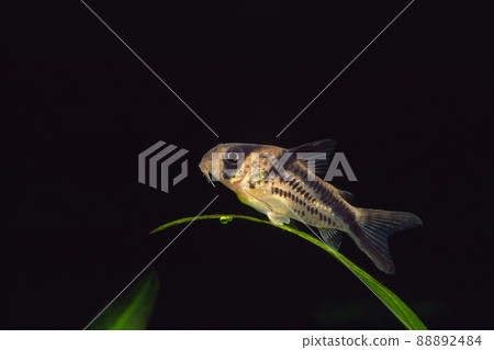 Corydoras Corydoras Loxozonus 88892484