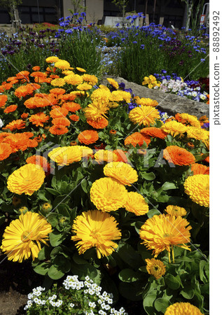 春季花壇園藝群植 88892492