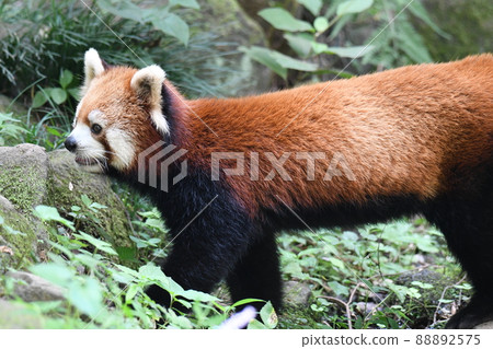 Red panda 263 Red panda 263 88892575