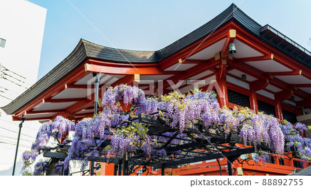 “東京”神樂坂/毗沙門天善國寺 “東京”神樂坂/毗沙門天善國寺 88892755