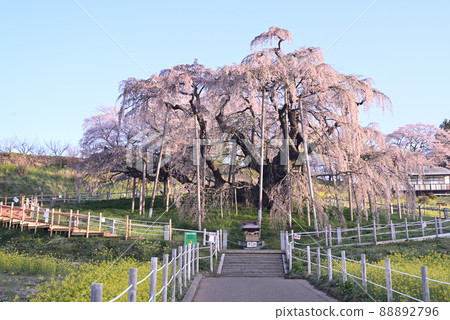 Cherry blossoms of the fall 88892796