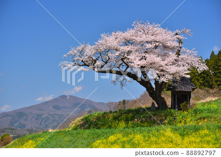 Ozawa's cherry tree 88892797