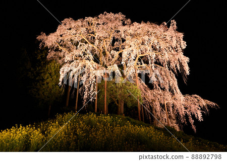 Battle cherry blossoms 88892798