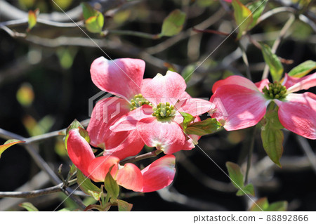 山茱萸花粉色 山茱萸花粉色 88892866