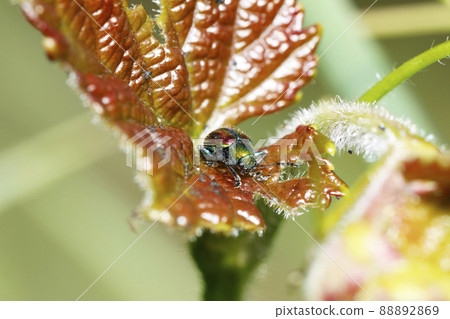 Red leaf beetle Red leaf beetle 88892869
