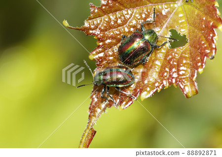 Red leaf beetle Red leaf beetle 88892871