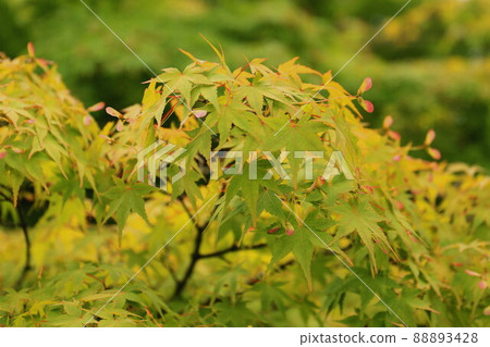 Yogenin Ao Momiji 88893428