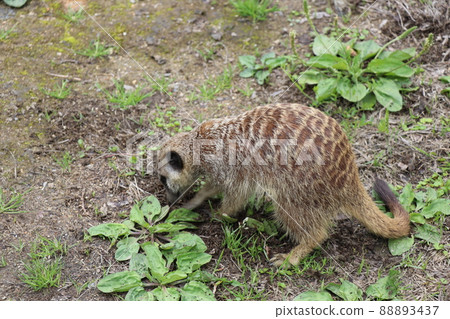 Meerkat digging a hole 88893437