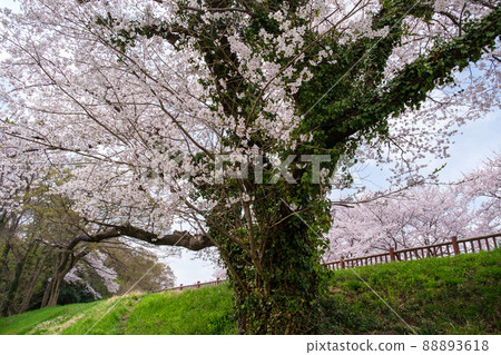 Row of cherry blossom trees and meadows Row of cherry blossom trees and meadows 88893618