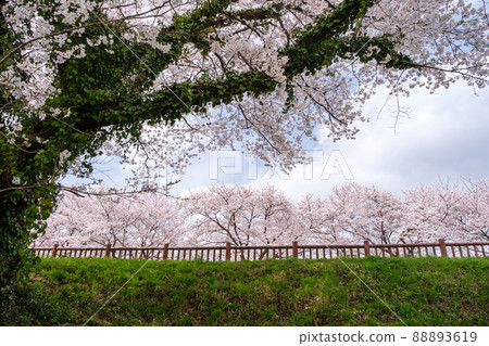The sky of cherry blossom trees 88893619