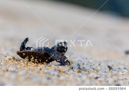 Sea turtle spawning ground Yakushima (August) Baby sea turtle turned over 88893964