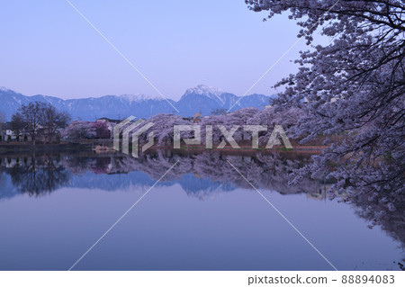北斗市長坂町，長坂湖的春天，盛開的櫻花，寧靜的早晨 88894083