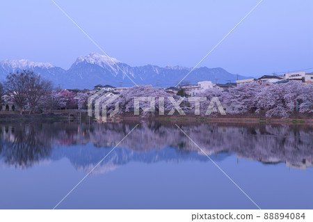 北斗市長坂町，長坂湖的春天，盛開的櫻花，寧靜的早晨 88894084