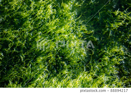 Seaweed mozuku mozuku mucilage photosynthesis foam bubble carbon dioxide sea shore 88894217
