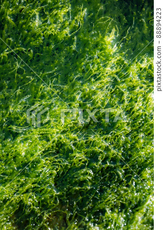 Seaweed mozuku mozuku mucilage photosynthesis foam bubble carbon dioxide sea shore 88894223