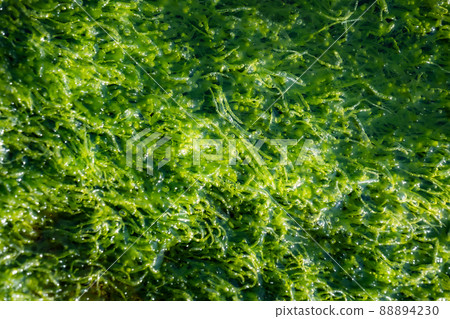 Seaweed mozuku mozuku mucilage photosynthesis foam bubble carbon dioxide sea shore 88894230
