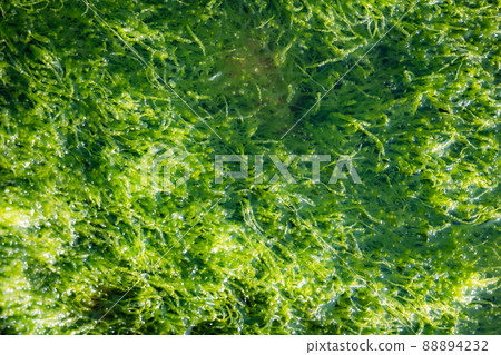 海藻 mozuku mozuku 粘液 光合作用 泡沫 氣泡 二氧化碳 海邊 海藻 mozuku mozuku 粘液 光合作用 泡沫 氣泡 二氧化碳 海邊 88894232