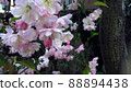 Flower Hana Kaido 88894438
