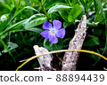 Wild grass periwinkle 88894439