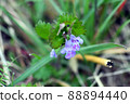 Wild grass Glechoma grandis 88894440