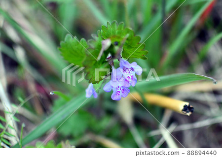 Wild grass Glechoma grandis 88894440