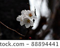 Flowers Yoshino cherry tree 88894441
