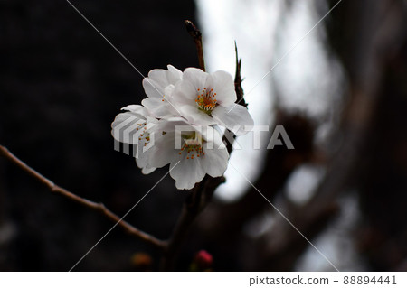 Flowers Yoshino cherry tree 88894441