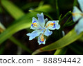 Wild grass shaga 88894442